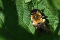 Andrena nitida