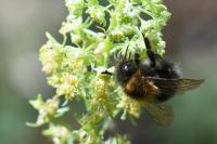 Bombus hypnorum