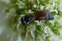 Hylaeus variegatus