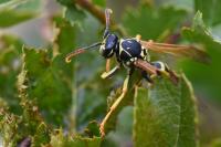 Polistes nimpha