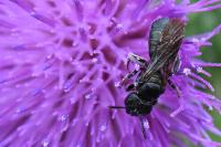 Ceratina chalybea