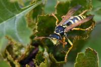Polistes nimpha