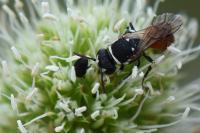 Hylaeus variegatus