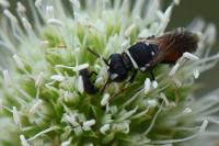 Hylaeus variegatus