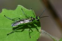 Rhogogaster scalaris