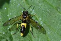 Tenthredo temula
