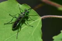 Rhogogaster scalaris