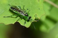 Rhogogaster scalaris