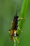 Tenthredo maculata