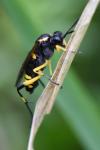 Macrophya montana