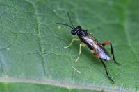 Macrophya rufipes