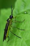 Tenthredo mesomela