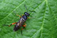 Macrophya rufipes