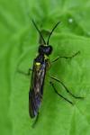 Tenthredo mesomela