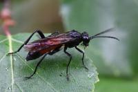 Macrophya blanda