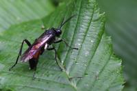 Macrophya blanda