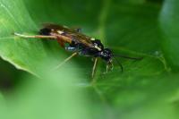 Tenthredopsis stigma
