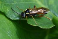 Tenthredopsis stigma