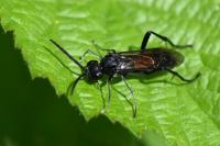 Macrophya annulata