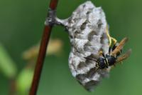 Polistes nimpha