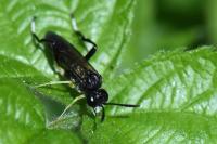 Macrophya montana