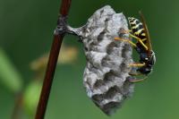 Polistes nimpha