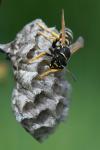 Polistes nimpha