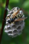 Polistes nimpha