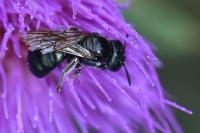 Ceratina chalybea