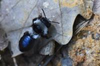 Andrena cineraria