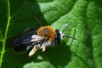 Andrena haemorrhoa