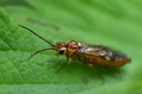 Tenthredopsis nassata