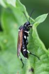 Macrophya duodecimpunctata