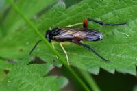 Macrophya rufipes