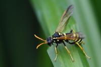 Tenthredo scrophulariae