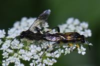 Macrophya montana