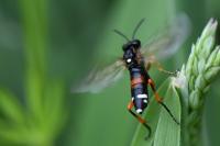 Macrophya rufipes