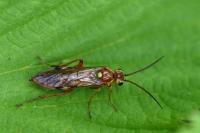 Tenthredopsis nassata