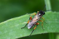 Macrophya rufipes