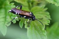 Macrophya duodecimpunctata