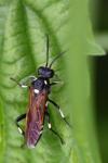 Macrophya duodecimpunctata