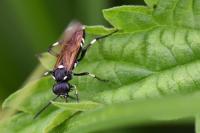 Macrophya duodecimpunctata