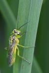 Rhogogaster chlorosoma