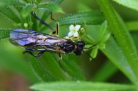 Tenthredo temula