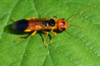 Pamphilius betulae