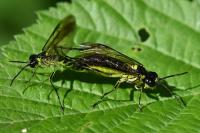 Tenthredo mesomela