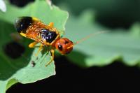 Pamphilius betulae
