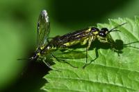 Tenthredo mesomela