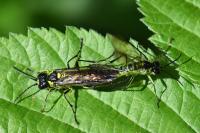 Tenthredo mesomela