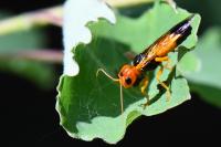 Pamphilius betulae